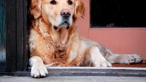 Efectele triste ale crizei: britanicii renunţă la animalele de companie