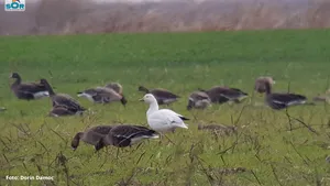 Apariţie neaşteptată în România. Oraşul în care a fost văzută pentru prima oară o gâscă de zăpadă. FOTO