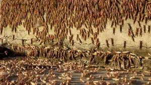 Sardinia se confruntă cu cea mai mare invazie de lăcuste din ultimii 30 de ani