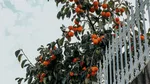 Poți lua fructe din copacul vecinului dacă ramurile ajung în curtea ta? Legea lămurește situația