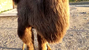 Un saudit le-a dăruit două cămile americanilor care îi găzduiseră fiul