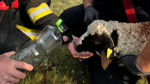 Un miel rătăcit a avut norocul vieții sale. Animalul, blocat într-o râpă de 20 de metri