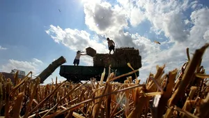 O companie arabă face din Insula Mare a Brăilei cea mai mare fermă de furaje din lume 