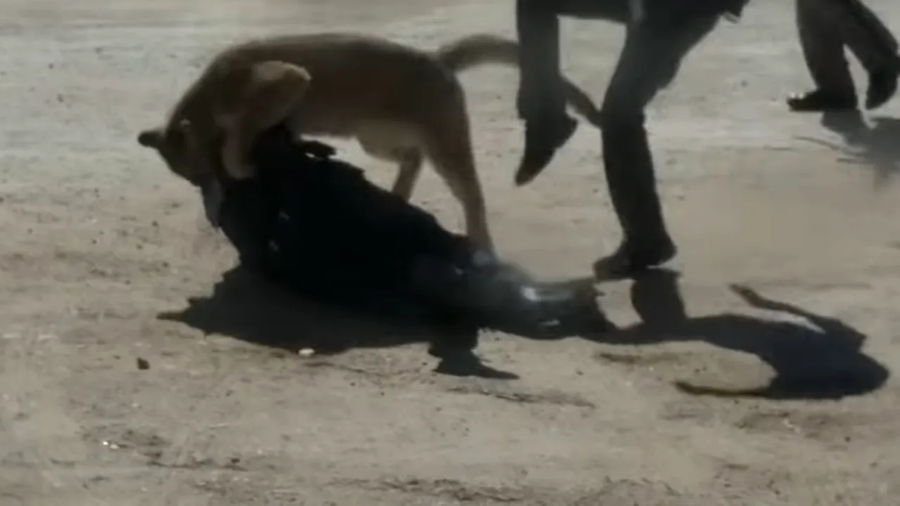 VIDEO: Momentul când o femeie, ajutor de şerif, este atacată de o pumă, în SUA
