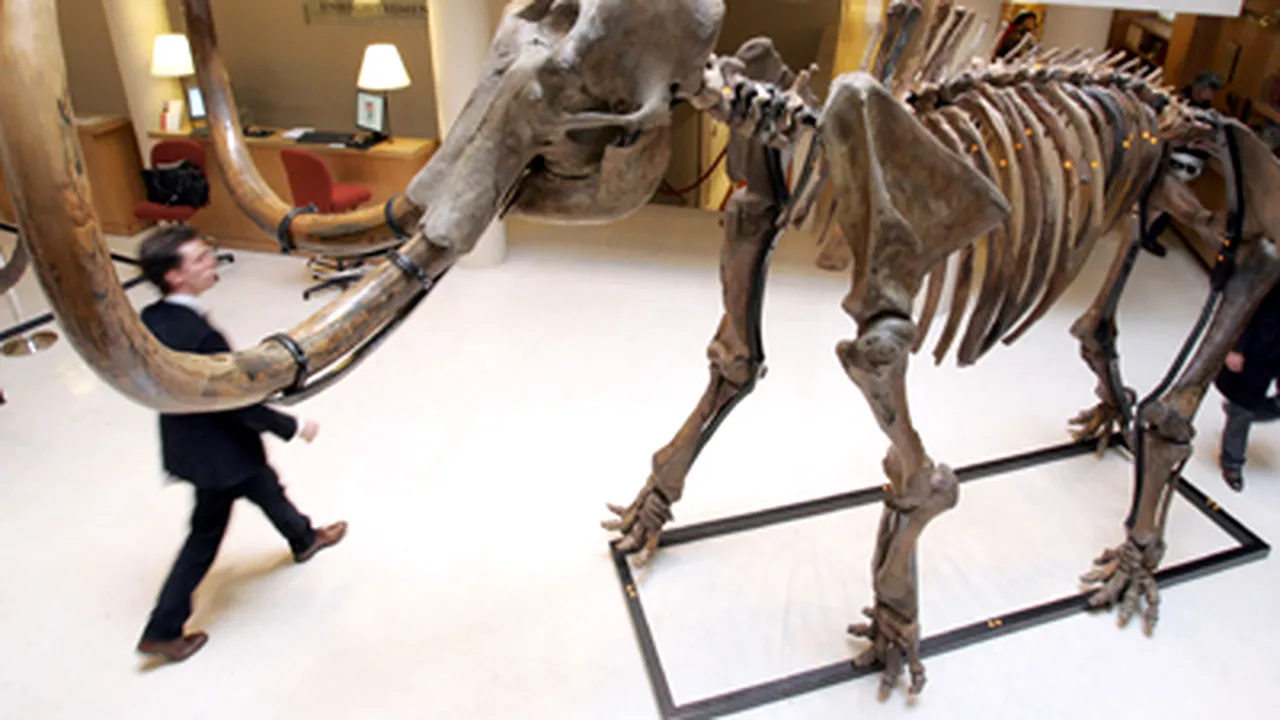 Un schelet de mamut siberian, vândut la licitaţie