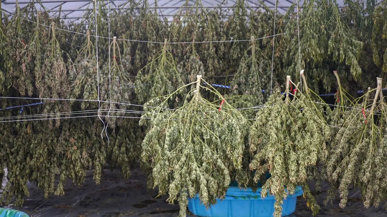 Cea mai mare captură de marijuana din istorie. Poliţia spaniolă a confiscat o cantitate în valoare de 64 de milioane de euro