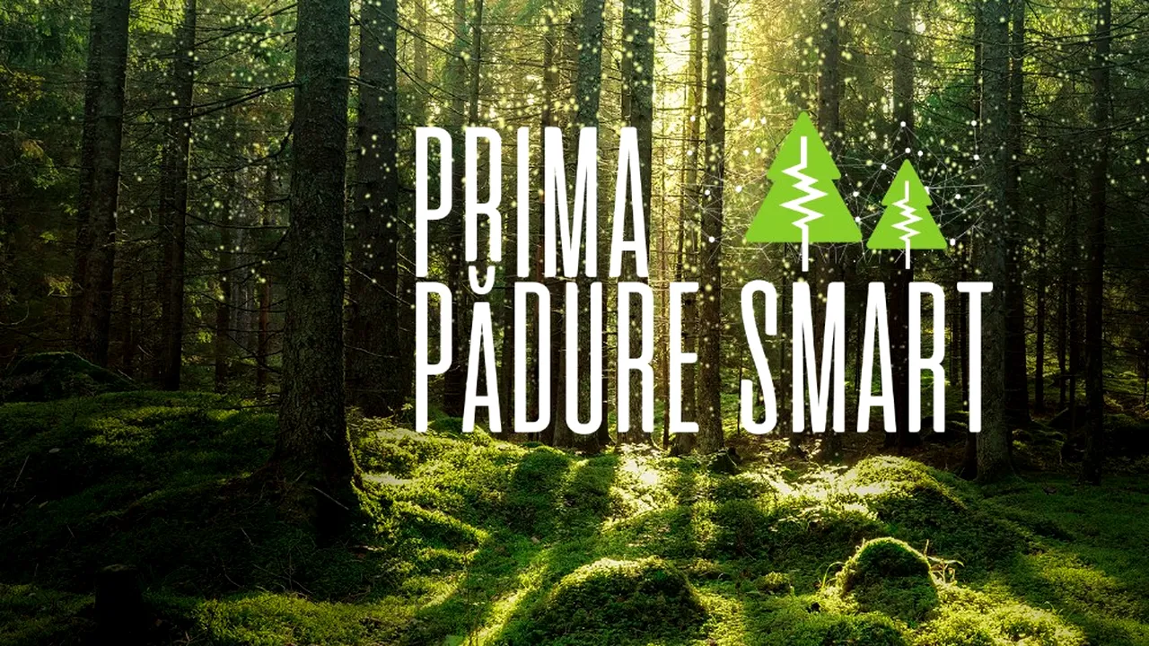 Pădurea inteligentă care „se opune” defrişărilor ilegale. Aceasta este apărată de gardieni digitali 
