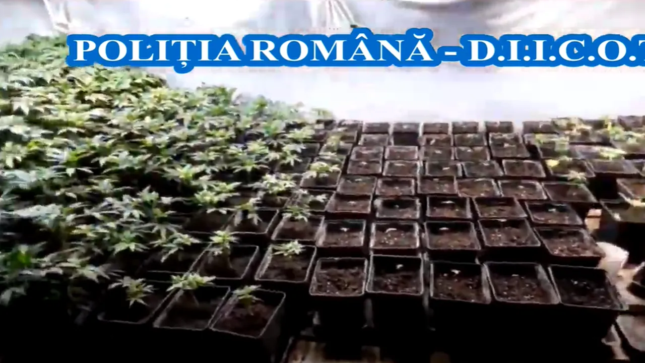Cultură de cannabis, descoperită într-un apartament din Tulcea. Trei bărbaţi au fost reţinuţi