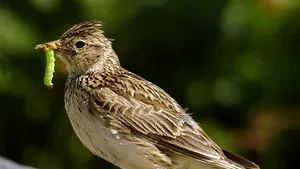 Nouă italieni au fost prinşi în judeţul Brăila cu 155 de ciocârlii vânate ilegal