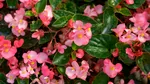 4 plante cu flori care cresc chiar și la umbră – soluția perfectă pentru grădinile fără soare