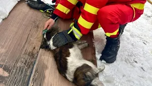 Un suflet nevinovat salvat din incendiu: pompierii din Bistrița-Năsăud au resuscitat un cățel cu oxigen