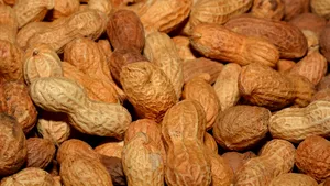 O podea realizată din unt de arahide a fost inaugurată la un muzeu din Olanda. S-au folosit sute de kilograme de unt de arahide