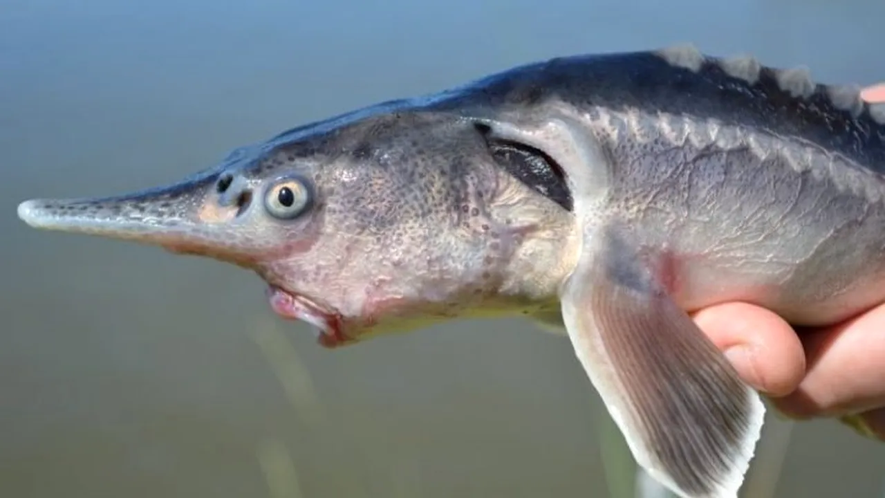 Cercetătorii au creat din greşeală un peşte hibrid, încercând să salveze o specie pe cale de dispariţie