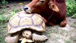 Cea mai improbabilă prietenie: între o vacuţă fără un picior şi o broască ţestoasă