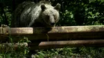 Celebru jurnalist maghiar, atacat de un urs la Băile Tușnad. A aruncat telefonul spre animal pentru a scăpa