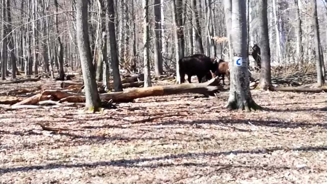 VIDEO Prin pădure, la câţiva paşi de o turmă de zimbri în libertate