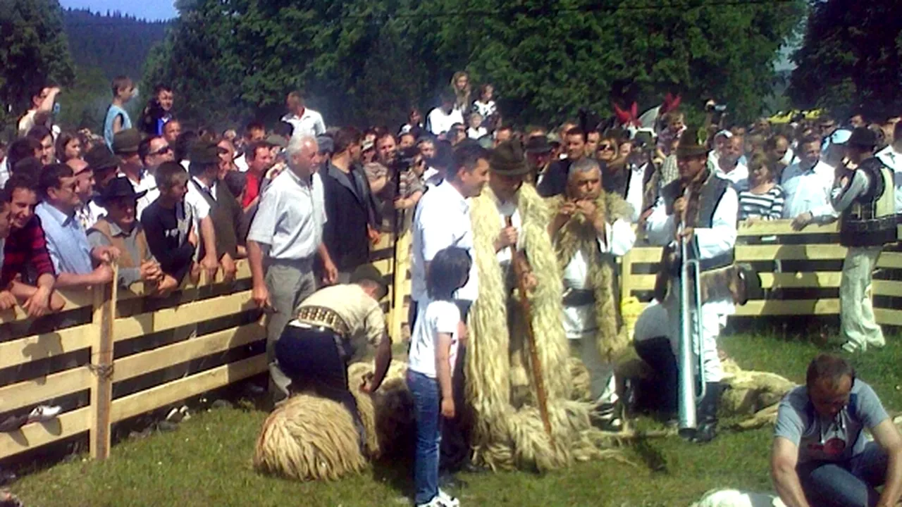 Băsescu a tuns o oaie, la 