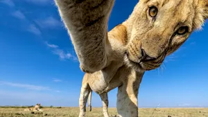 O leoaică şi-a făcut un selfie în jungla din Kenia