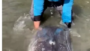 Un pescar a prins un sturion gigant VIDEO 