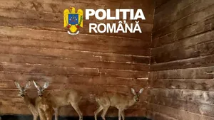 Două căprioare ținute ilegal în captivitate au fost salvate în Sibiu. Animalele au ajuns la Grădina Zoologică