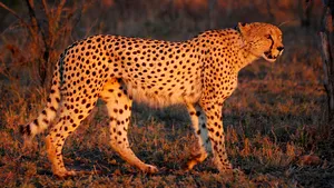 Opt gheparzi africani au ajuns în Parcul Naţional Kuno din centrul Indiei