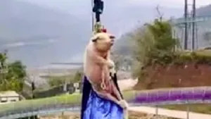 VIDEO: Scandal după ce un porc a fost aruncat în gol de la înălţime, într-un parc de distracţii. Ce s-ar fi întâmplat cu animalul imediat după incident