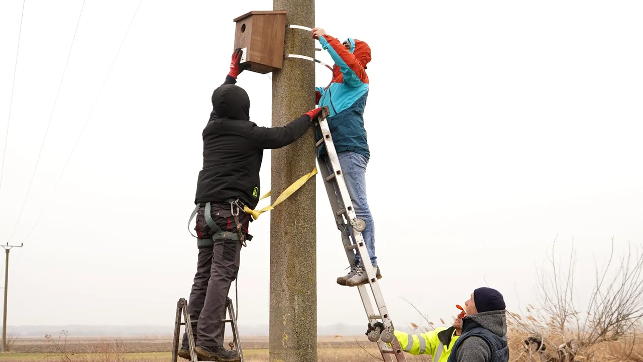O sută de cuiburi artificiale pentru dumbrăvence, amplasate în Delta Dunării