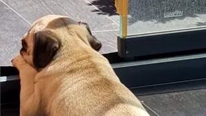 Marcos Llorente şi-a botezat câinele după dubla fantastică reuşită în optimile Ligii Campionilor cu Liverpool. Ce nume a primit patrupedul