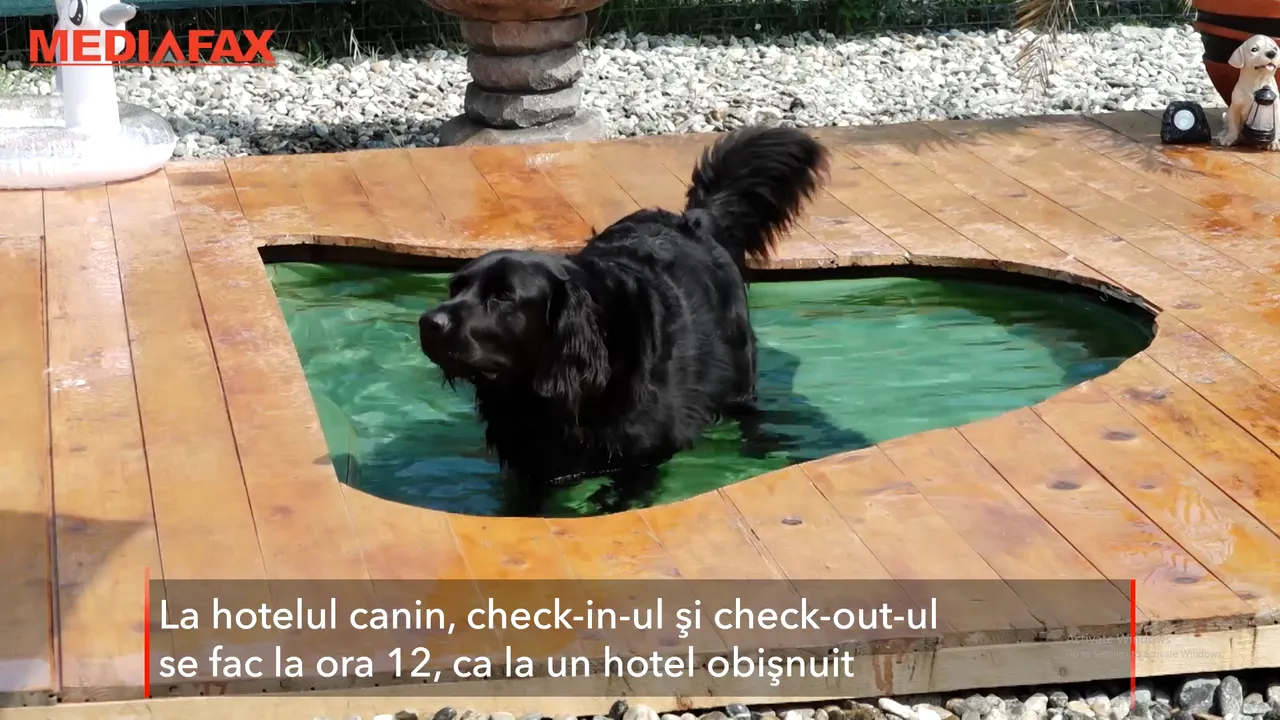 Pleci în vacanţă şi nu ştii ce să faci cu caţelul tău? Cazează-l la un hotel canin cu piscină 