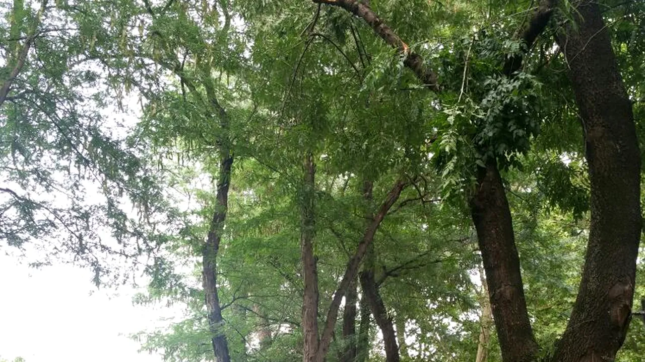 În Parcul Cişmigiu din Capitală, o creangă desprinsă dintr-un copac a rănit şase persoane: două femei şi patru copii - FOTO