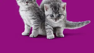 Whiskas invită iubitorii de feline să descopere cele mai importante sfaturi