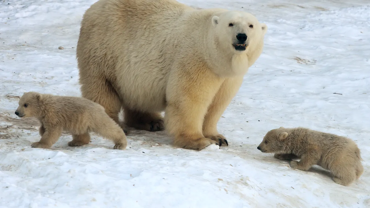 De ce dispar rapid urşii polari? Cercetătorii fac previziuni sumbre asupra fenomenului accentuat de extincţie al speciei