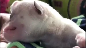 VIDEO | Creatura mutantă cu un singur ochi din Thailanda, considerată aducătoare de noroc