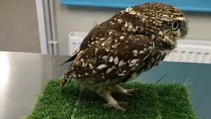 Un centru pentru salvarea păsărilor a descoperit o bufniţă „durdulie”. Cât a trebuit să slăbească pentru a putea zbura din nou | FOTO