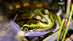O proteină din corpul broaştelor, utilă la refacerea muşchiului cardiac