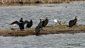 Liber la vânat cormorani. Lupta lui Daea cu aceste păsări din Delta Dunării, continuată în Parlament. Protest al Societăţii de ornitologie 