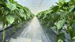 Securizarea producției de legume într-o piață tot mai competitivă