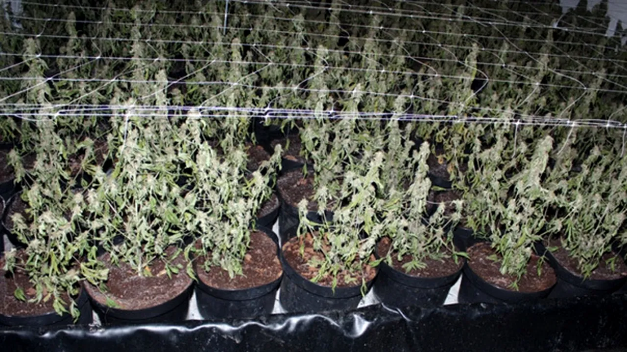 Trei persoane acuzate că au înfiinţat o fabrică de cannabis în Bihor, trimise în judecată