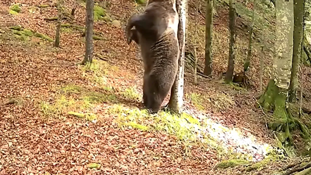 Un adevărat urs Baloo face un spectacol de zile mari într-o pădure a Ocolului Silvic Teregova