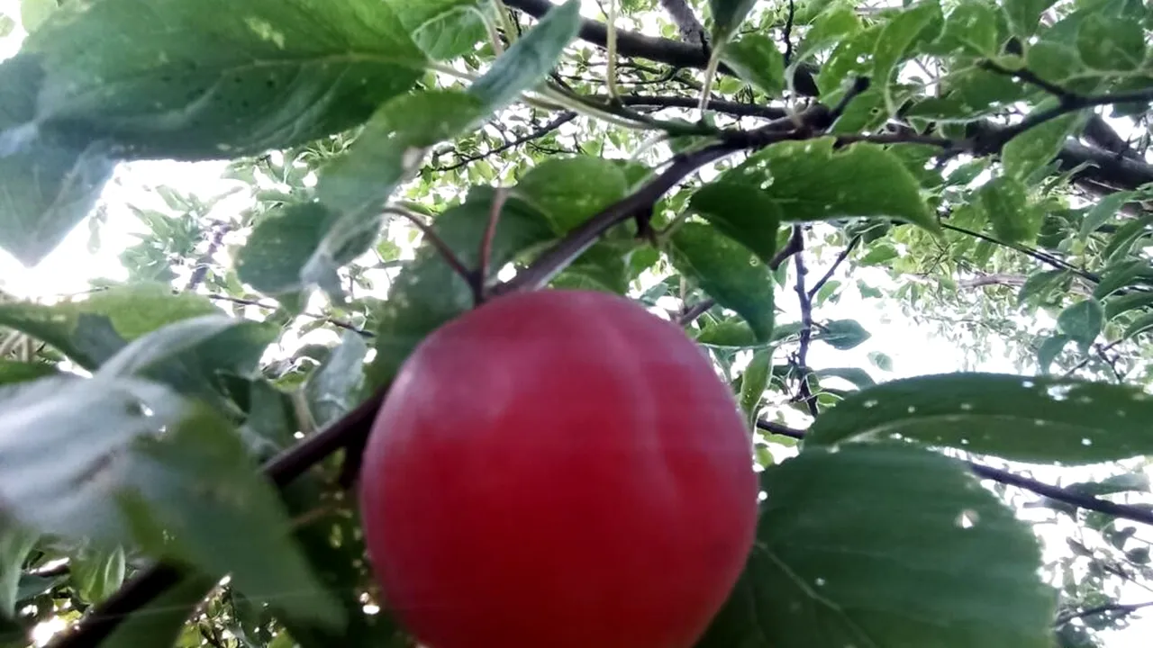 Un fruct rar, aproape uitat, supraviețuiește în Italia. Este un hibrid între prună și caisă