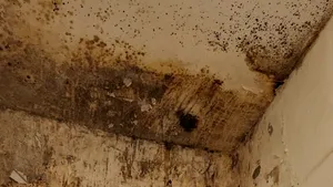 Mizerie de nedescris, mucegai și insecte în bucătării verificate de ANPC