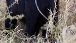 Cea mai ciudată pisică din lume apare întotdeauna unde nimeni nu se așteaptă. E mai rapidă ca leoparzii și leii