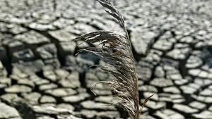 Proiect: Bugetul MMAP, suplimentat cu 2,4 milioane de lei pentru combaterea efectelor secetei în Deltă