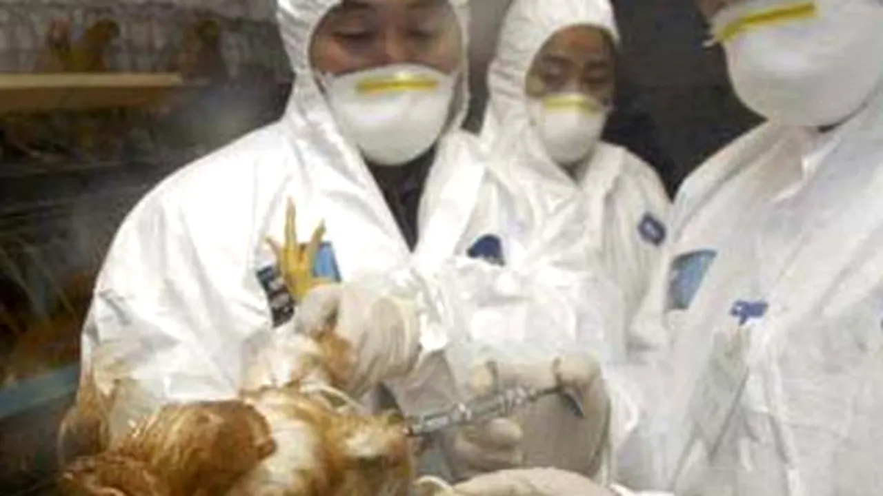 China: O femeie bolnavă de gripă aviară a decedat