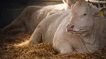 Mihaela Neagu: Agricultura prinde viață prin tehnologie, gust, tradiție și spectacol