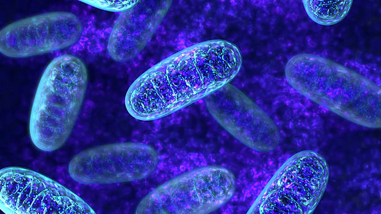 Studiu: Mitocondriile celulelor ajută sistemul imunitar să identifice bacteriile