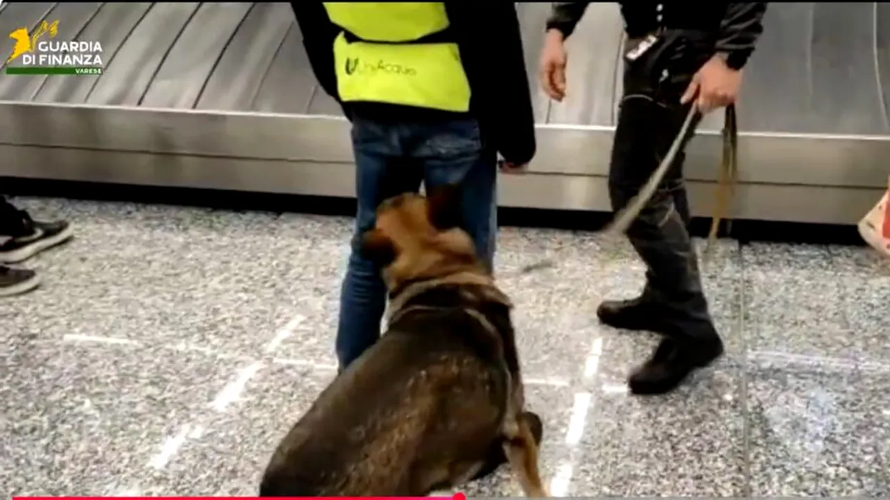 VIDEO: Peste 13,7 milioane de euro interceptate la Malpensa. Ce riscă cei care pleacă din Italia cu peste 10.000 de euro cash