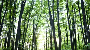 Suprafața pădurilor a crescut cu 2.271 ha în 2024 față de anul precedent
