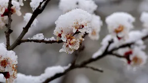 METEO. Vremea în România, în următoarele patru săptămâni: când vine primăvara şi în termometre