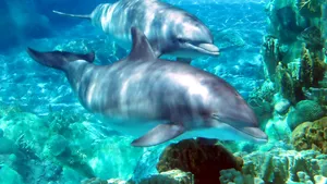 STUDIU: Delfinii sălbatici folosesc 